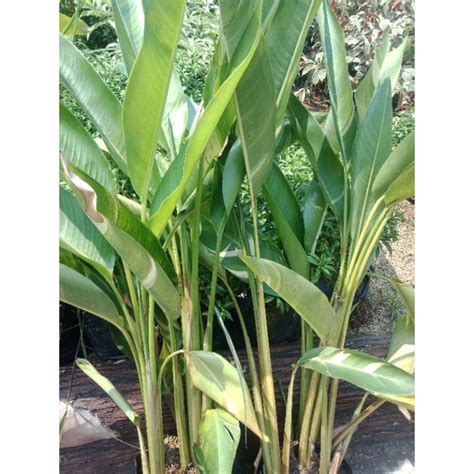 Jual Tanaman Hias Bunga Heliconia Psittacorum Pisang Pisangan