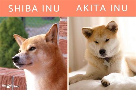 Differences Between A Shiba Inu And Akita Inu Breed Comparison