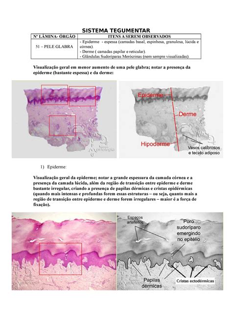 Sistema Tegumentar Pr Tica Cito Sistema Tegumentar N L Mina Rg O