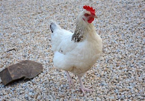 Qué raza es la gallina blanca ponedora granjaonline