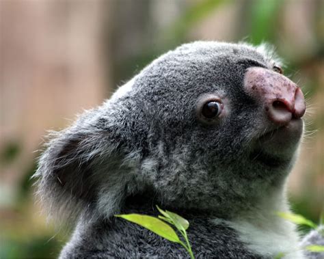 Koala Wallpapers | Animal Literature
