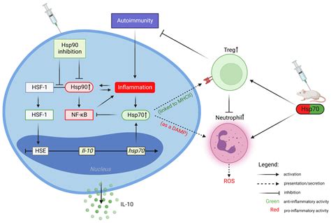 Biomolecules Free Full Text Heat Shock Protein 90 Hsp90 And Hsp70