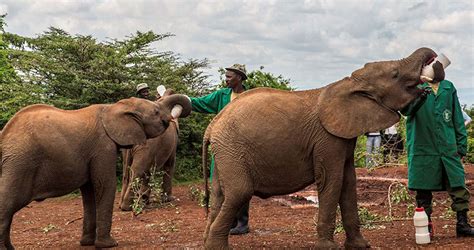 Daphne Sheldrick Elephant Orphanage | Kenya Safaris