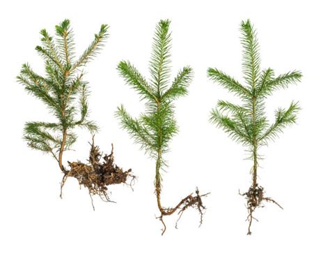 Pine Tree Roots Stock Photos Pictures And Royalty Free Images Istock