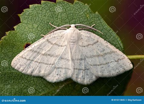 Common White Wave Moth Cabera Pusaria Stock Image Image Of Cabera