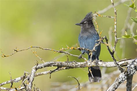 Birds In Alaska 26 Species You Should Be Looking For