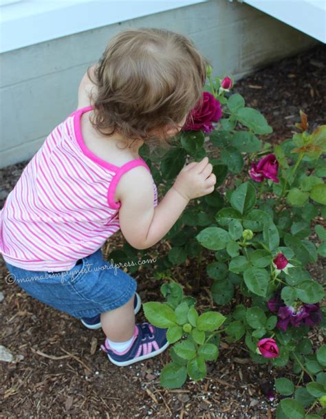 Wordless Wednesday Stop And Smell The Roses Mamas Empty Nest