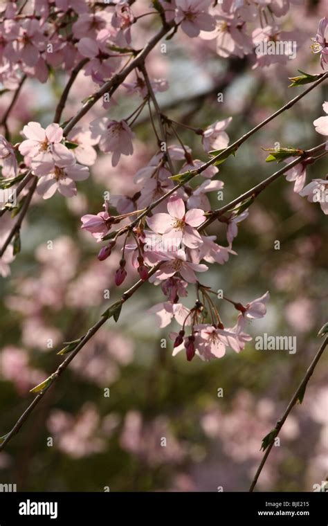 Weeping cherry trees Stock Photo - Alamy