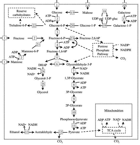 Conversion From Sugar To Ethanol In Saccharomyces Cerevisiae Hexose