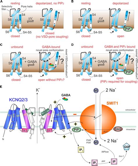 Frontiers KCNQs Ligand And Voltage Gated Potassium Channels