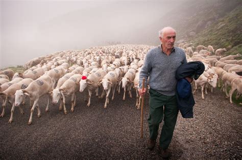 Picture Of Shepherd Leading Sheep
