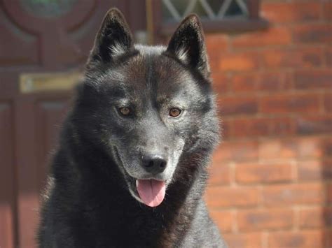 Black Siberian Husky, Hunter, Breeds, Dogs, Animals, Animales, Animaux, Pet Dogs, Doggies