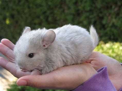 Super Adorable Baby Chinchilla Chinchilla Cute Animals Cute Babies