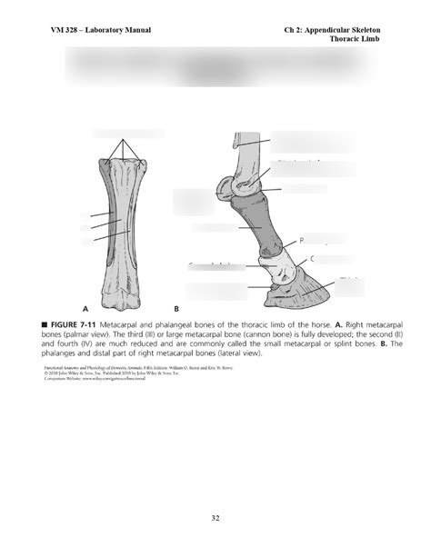 Metacarpus And Phalanges Equine Diagram Quizlet