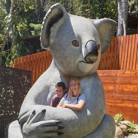 Kozilla giant Koala sculpture - Kuranda