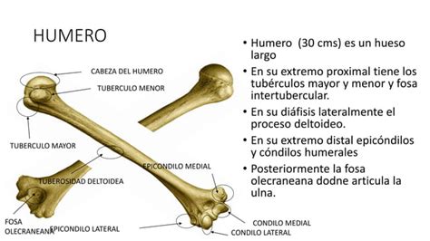 Esqueleto Apendicular Del Miembro Superior E Inferior Ppt