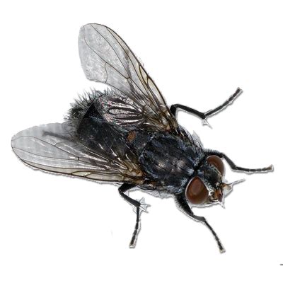 Collection Of Fly Png Pluspng