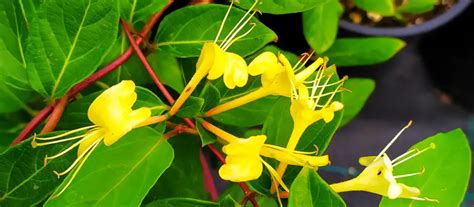 Caprifoglio Fiori: Un Rampicante Incantevole | Fioreria L'Orchidea