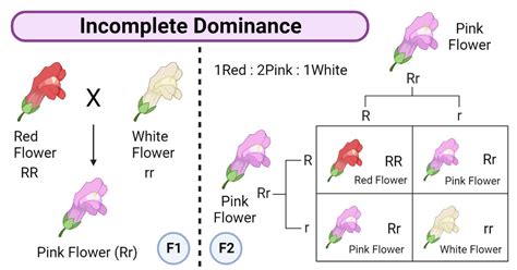 Gene Interactions: Types, Examples, Mapping, Significances