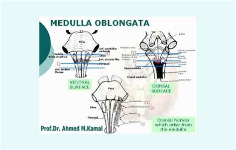 Medula Oblongata Pengertian Struktur Fungsi Bagian Jegeristik