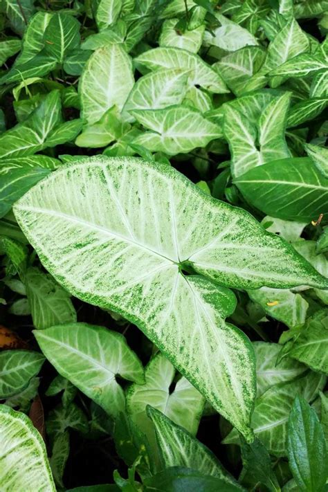 How To Grow And Care For Arrowhead Plants Gardener’s Path