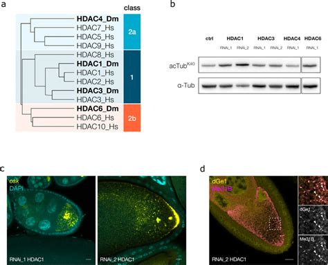 HDAC1 RNAi affects α tubulin acetylation and mRNP transport a