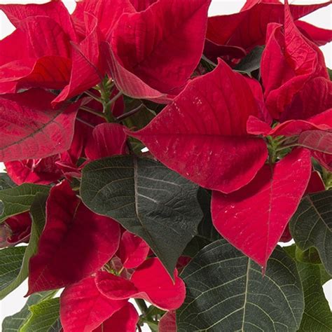 Poinsettia Collection Plantes Livraison Par Chronopost Latelier