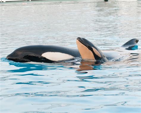 Baby Killer Whale Born At Seaworld San Diego Florida Parks