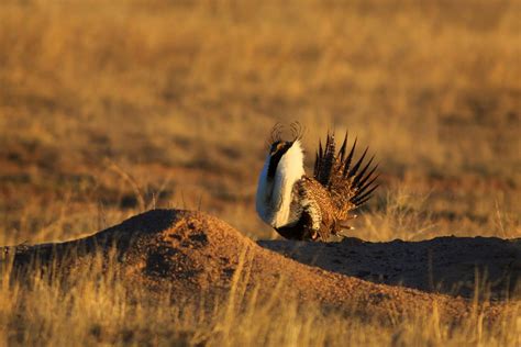 Utah Wildlife Management Areas and Easements | PLPCO