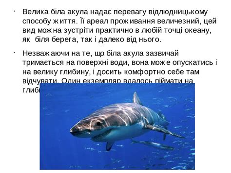 Презентація для уроку Біології на тему "Велика біла акула"