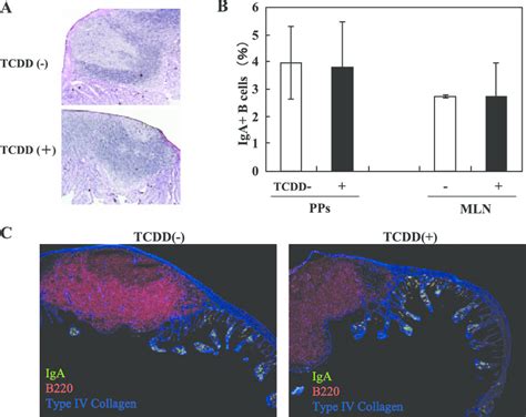 histological change  intestinal mucosa  presence  iga cells