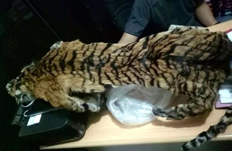 Mau Jual Kulit Harimau Warga Riau Dan Sumbar Tertangkap Di Jambi