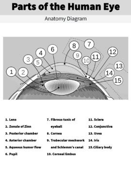 Parts of the Eye Diagram Worksheet and Handout by Learning Pyramid