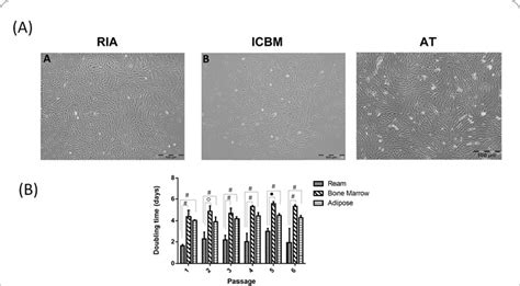 Colony Formation Assay Colony Forming Unit Fibroblast Cfu F Assay