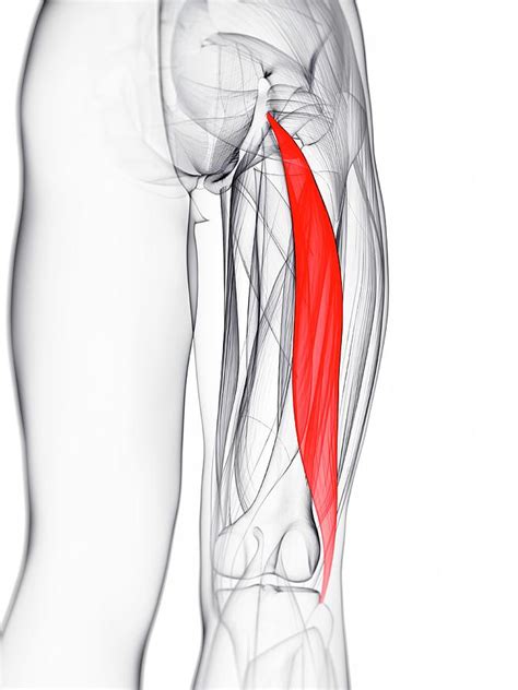 Thigh Muscle Photograph By Scieproscience Photo Library