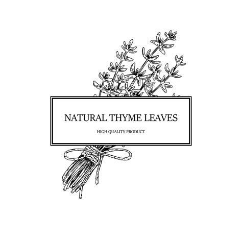 Hand Drawn Thyme Frame Vector Illustration Isolated On White