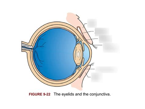 DIAGRAM Eyelids And Conjunctiva Diagram Quizlet