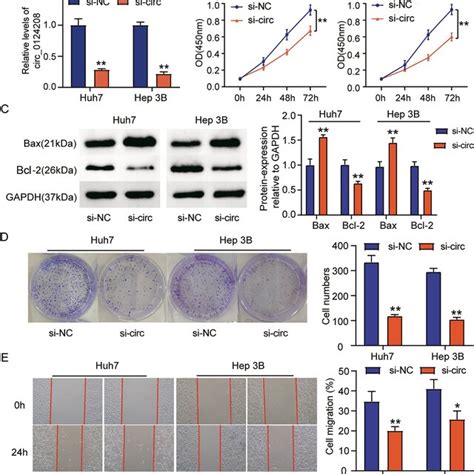 Hcc Cells Were Inhibited In Vitro By Circ Knockdown And