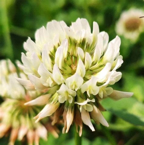 White Dutch Clover Cover Crop Garden Seeds Ladino Clover White Etsy