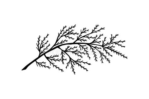 Thuja Tree Branch On A White Background Isolate Eps Vector Stock