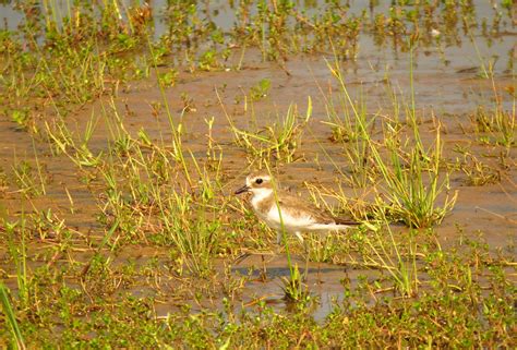 Lesser Sand Plover Sri Lanka Dave Telford Flickr