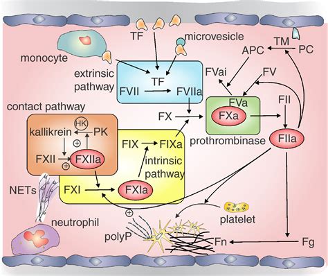 New Anticoagulants Moving Beyond The Direct Oral Anticoagulants