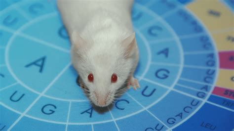 Ingenious Labs Crispr Gene Editing Ko And Transgenic Mice