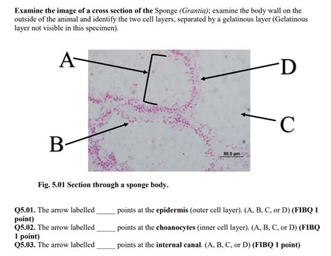 Grantia Sponge