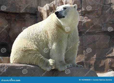 Polar Bear Ursus Maritimus Stock Photo Image Of Mouth 102900840