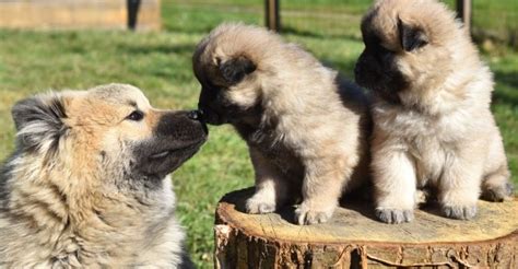 Come Educare Il Cane Consigli Per Farlo Al Meglio Momentocasa