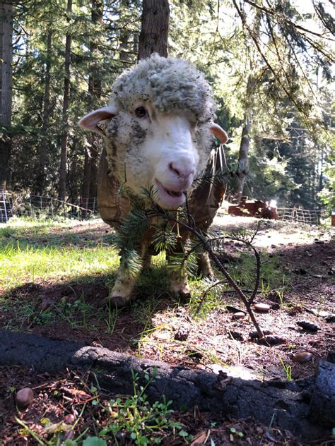 Cormo Sheep Lyon Acres