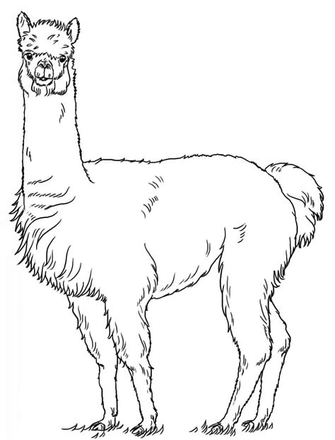 Dibujos De Llama Para Colorear Dibujos Online