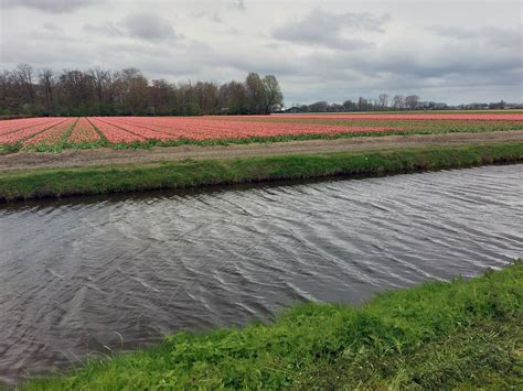 Tulip Fields In Holland Free Stock Photo - Public Domain Pictures