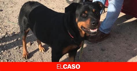 Cinco rottweilers matan a su dueño al confundirlo con un ladrón se